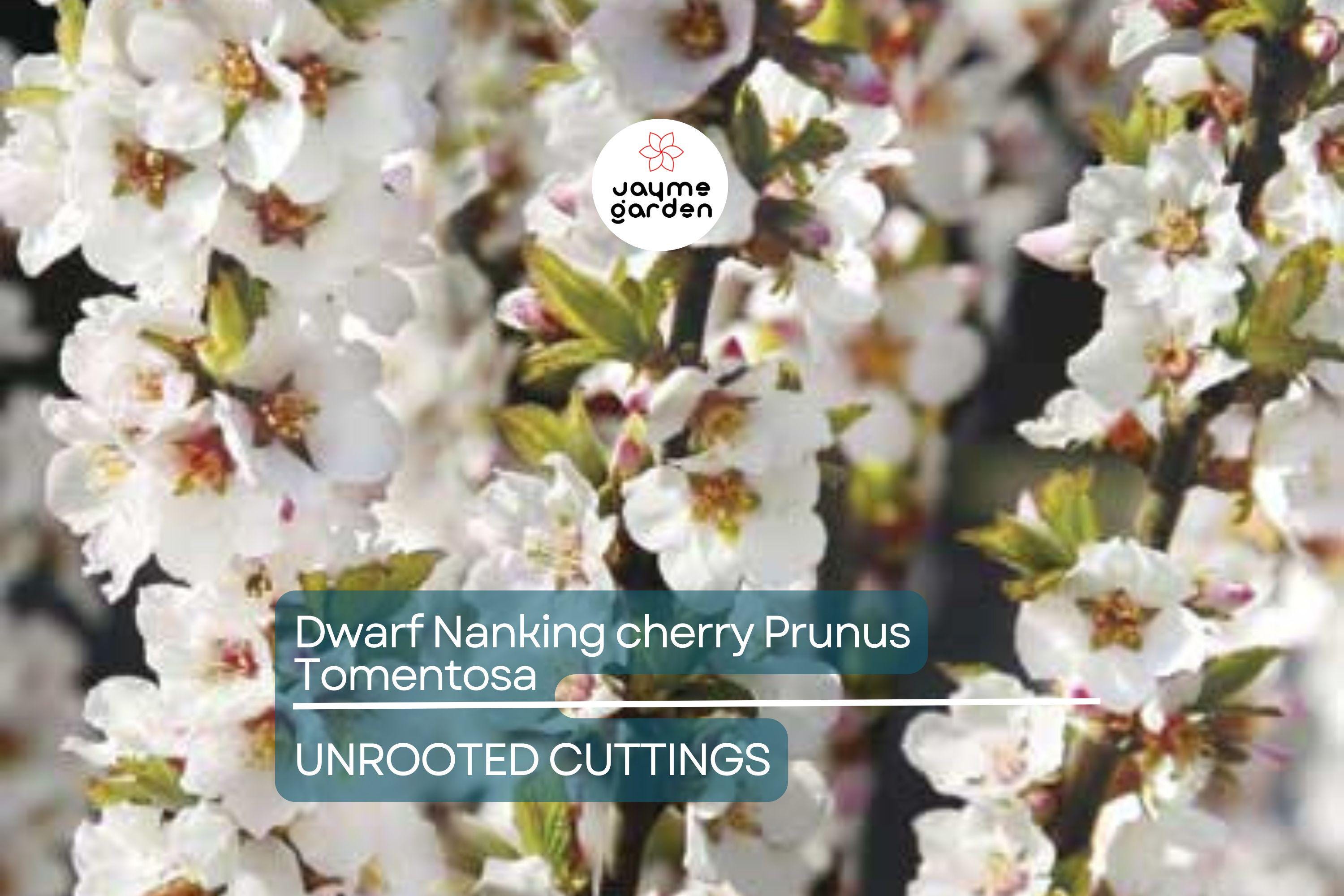 10 Unrooted Cuttings Dwarf Nanking Cherry Prunus Tomentosa Semi-Hardwood (6-7”)