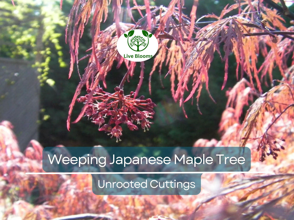 10 Thin Japanese Maple Weeping Tree 'Garnet' Unrooted Cuttings for Rooting & Grafting (6-7") - Acer palmatum