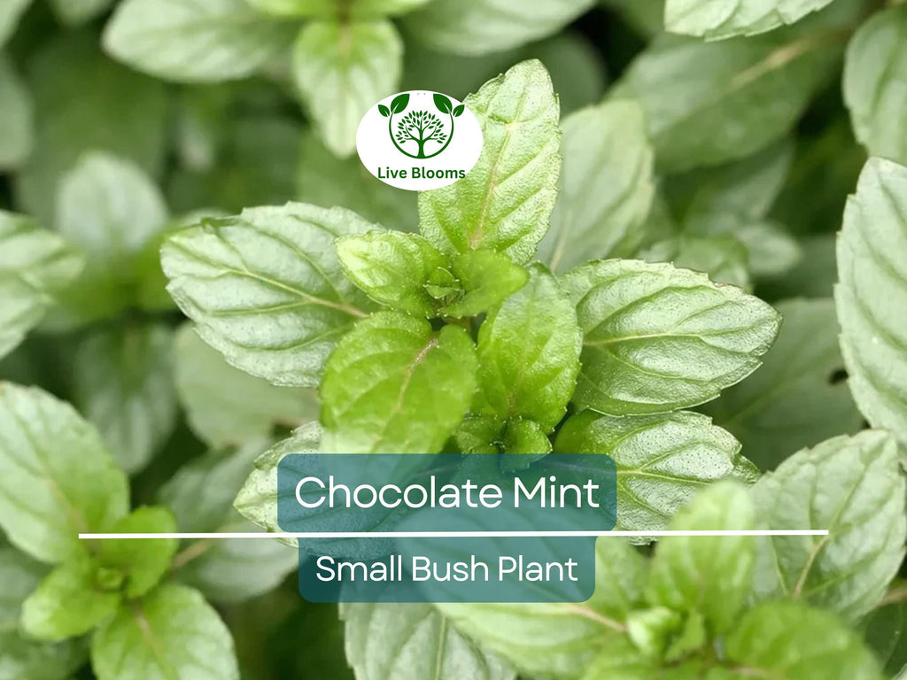 1 Chocolate Mint Small Bush Plant, Mentha x piperita, 8" Tall, Fresh Aromatic Herb, Perfect for Tea & Cooking, Easy to Grow