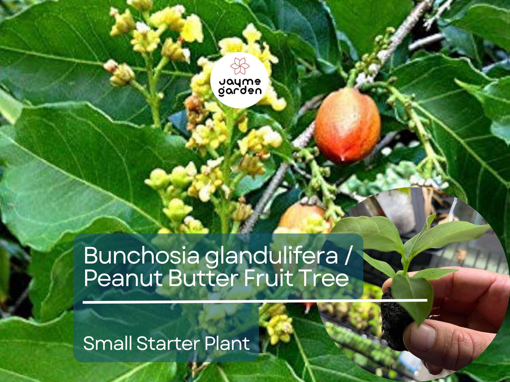 2 Small Peanut Butter Tree Starter Plants - Rare Fruit Tree (Bunchosia glandulifera) - Sweet Tropical Fruit for Garden & Orchard
