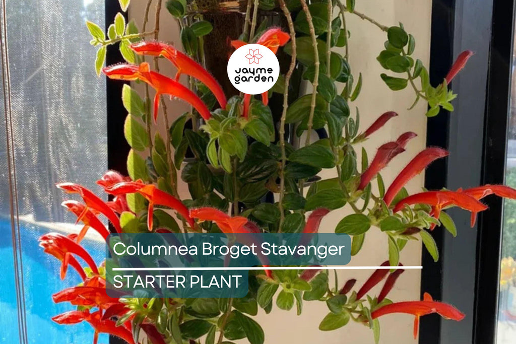 Columnea Broget Stavanger | Goldfish Plant | Lipstick Plant | Red Flowers | 2-Inch Potted Starter Plant