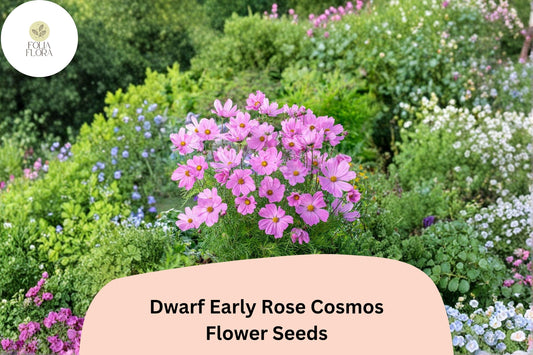 200+ Dwarf Early Rose Cosmos Seeds | Compact Pink Cosmos Bipinnatus | Garden Bedding & Border Flower Seeds