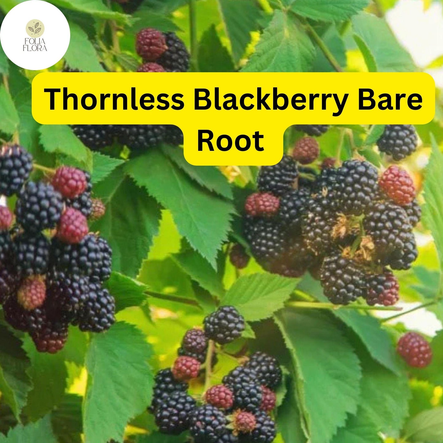 5 Bare Root Triple Crown Thornless Blackberry Plants, Rubus fruticosus, Sweet Fruit, Easy-to-Grow, High Yield