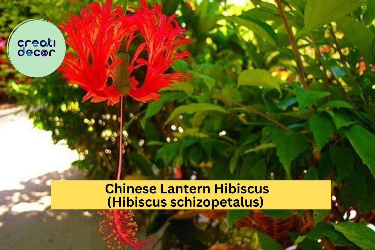 Chinese Lantern Hibiscus Live Starter Plant – Hibiscus schizopetalus – Bare Rooted Tropical Flowering Shrub with Fringed Blooms