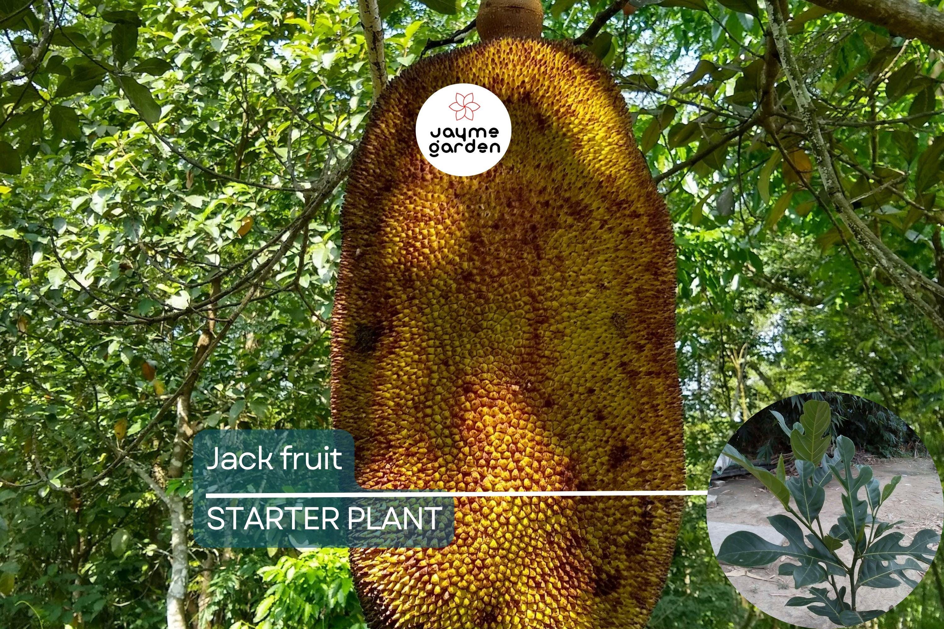 Jackfruit Tree 1′-2′ Live Starter Tropical Fruit Tree | Artocarpus heterophyllus | Nutritious, Versatile, Sustainable | Vegan-Friendly