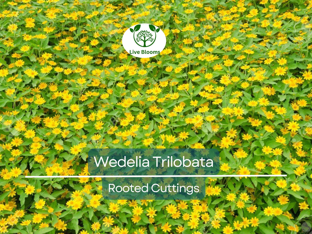 10 Live Rooted Vine Cuttings Wedelia Trilobata Perennial Ground Cover, Creeping Daisy, Tropical Flowering Plant, Landscaping & Groundcover