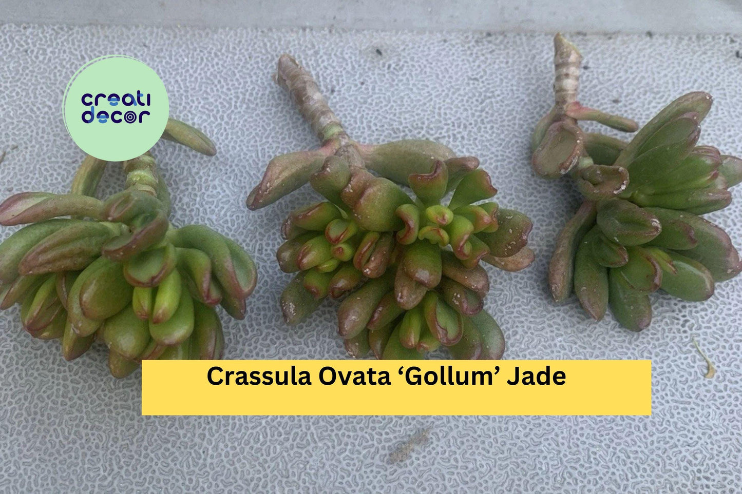 Crassula Ovata ‘Gollum’ Jade Plant | 3 Live Succulent Cuttings | Compact Ogres Ear Hobbit Variety for Indoor or Outdoor Growing