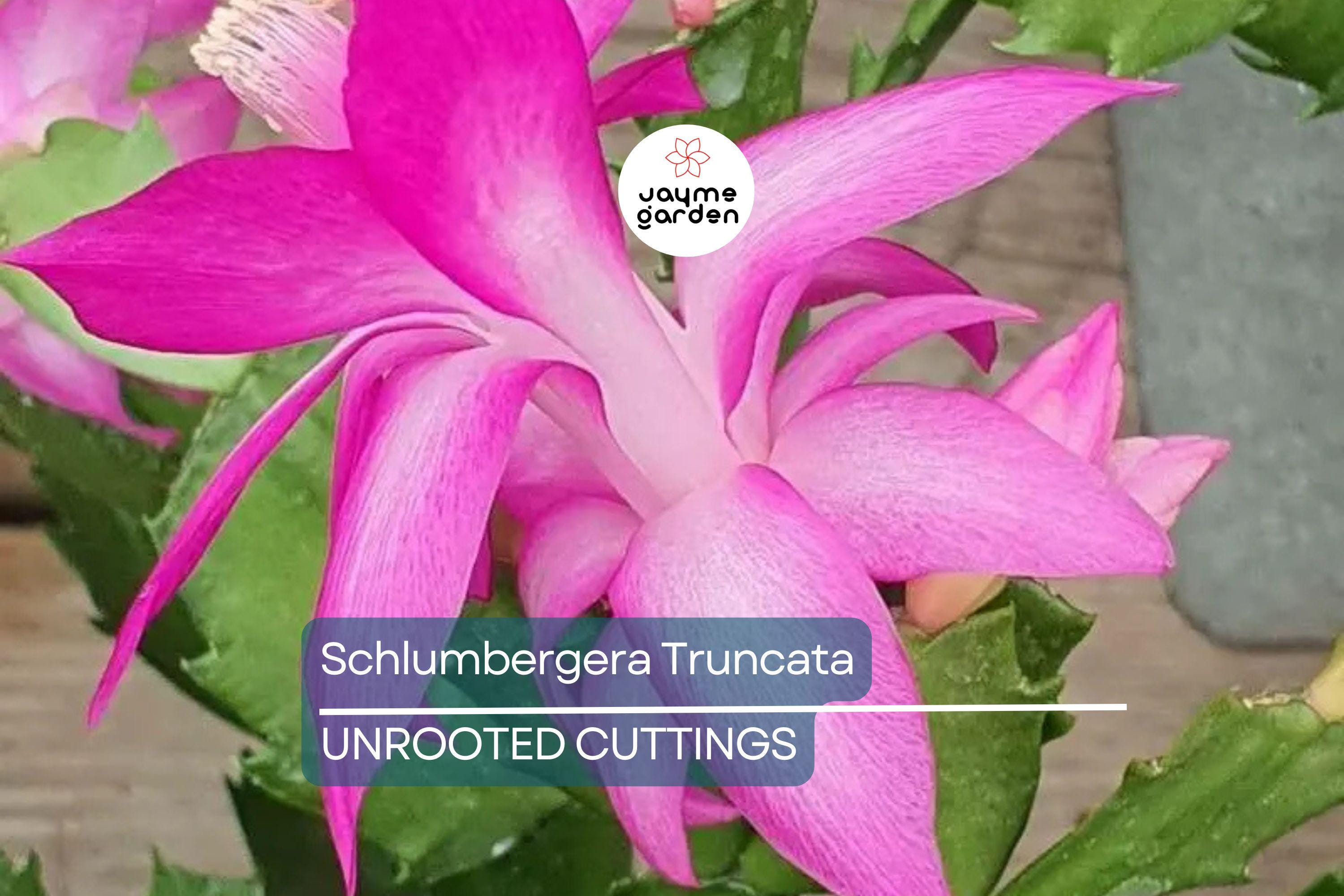 Christmas Cactus Cuttings (5pcs) – Schlumbergera Truncata Starter Plants