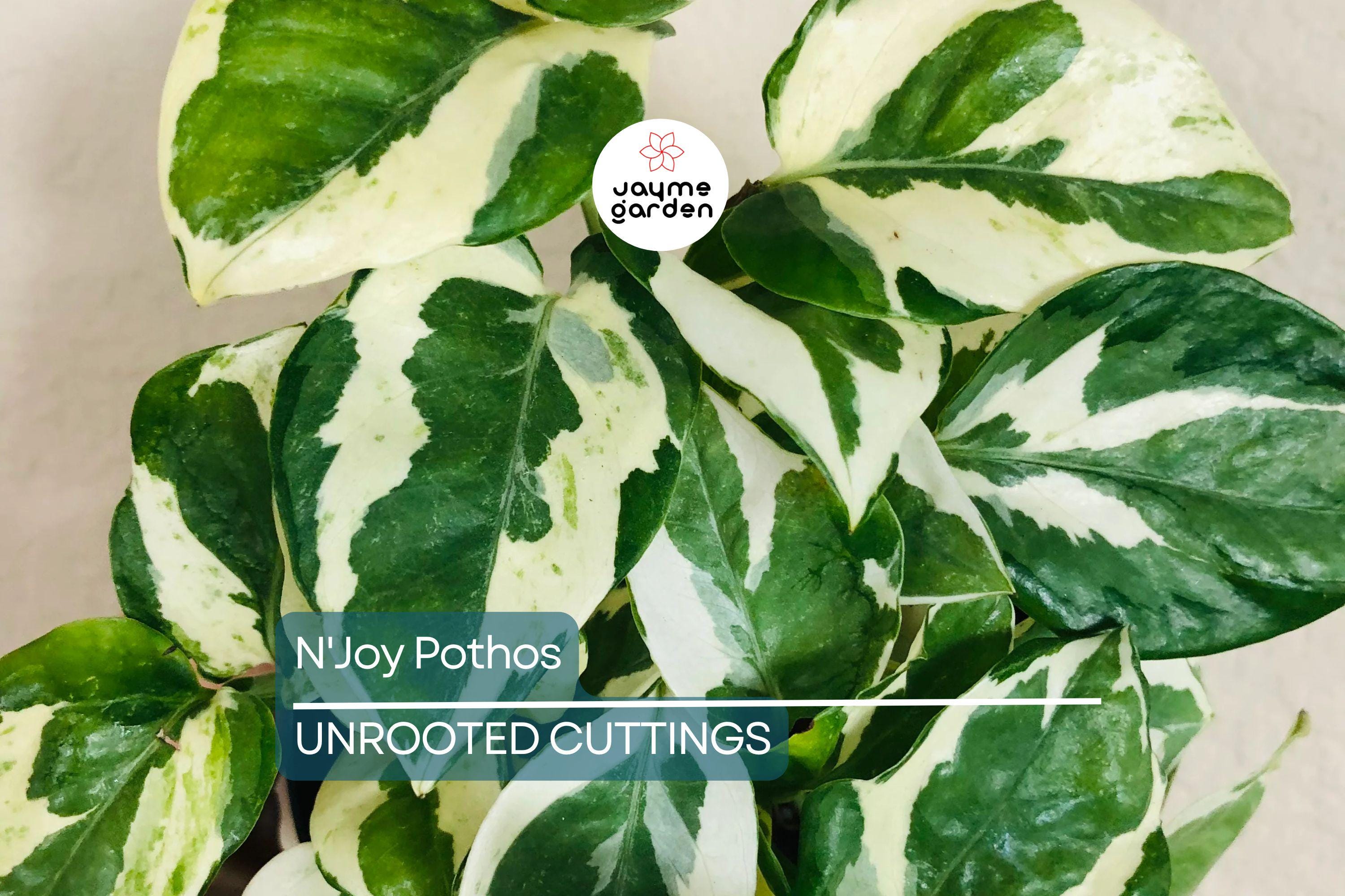 N'Joy Pothos Unrooted Cuttings – 3 Live Variegated Houseplant Cuttings for Indoor or Outdoor Growth