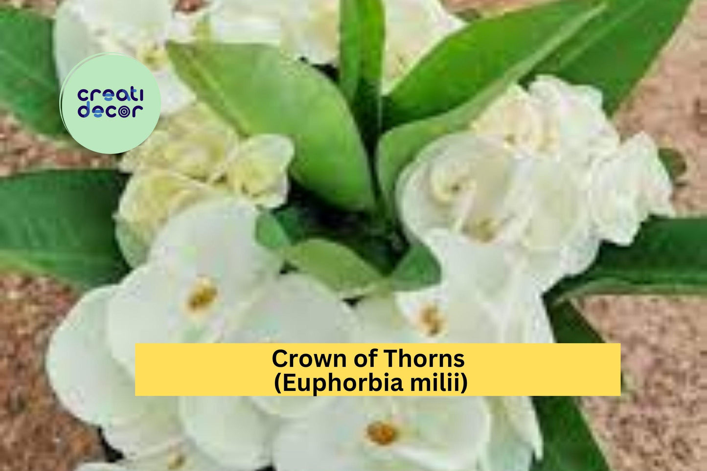 Crown of Thorns Cutting | 1 Unrooted Euphorbia milii Starter | Large White Flower Succulent Cutting for Propagation & Indoor Pots