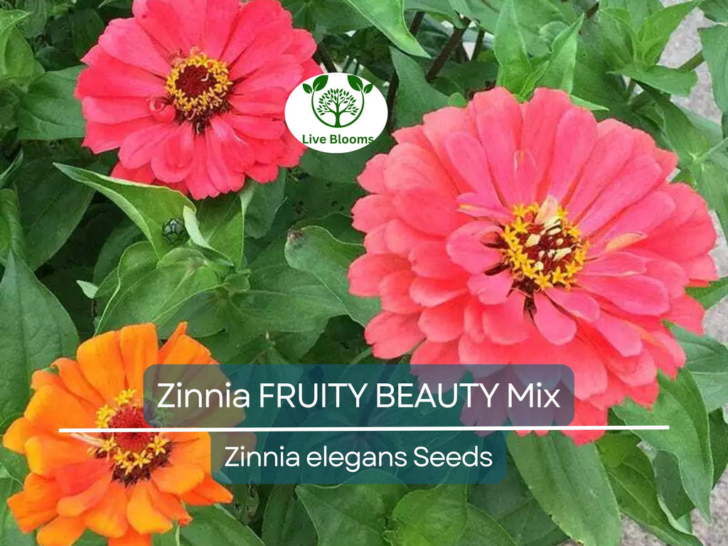 200 Seeds Zinnia FRUITY BEAUTY Mix, Non-GMO, Attracts Hummingbirds & Butterflies, Vibrant Garden Blooms, Easy to Grow Annual Flowers