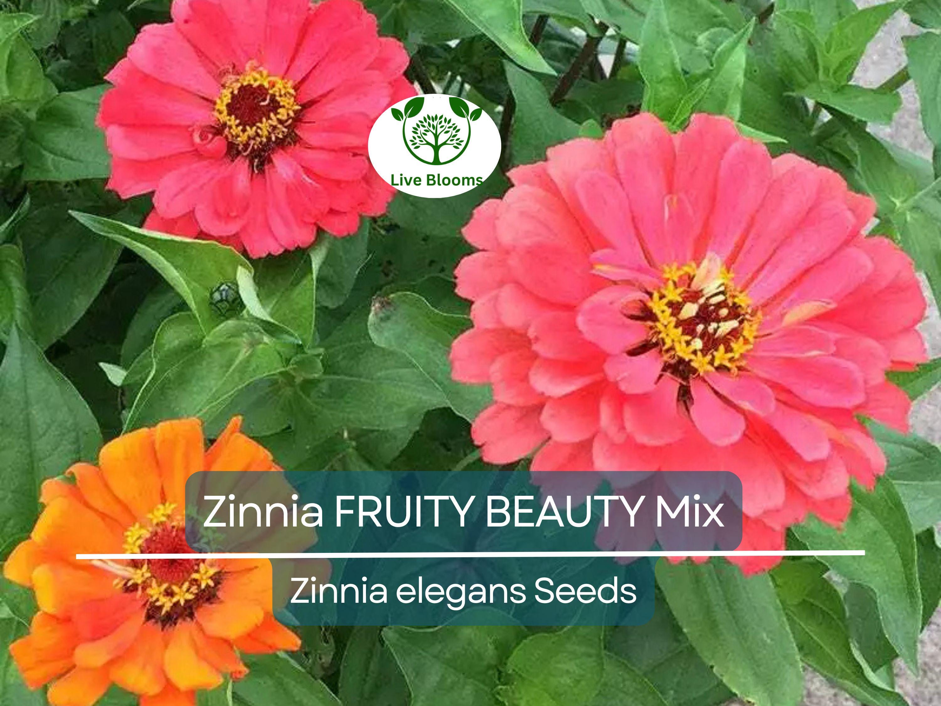 200 Seeds Zinnia FRUITY BEAUTY Mix, Non-GMO, Attracts Hummingbirds & Butterflies, Vibrant Garden Blooms, Easy to Grow Annual Flowers