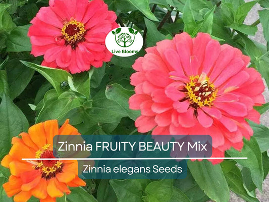 200 Seeds Zinnia FRUITY BEAUTY Mix, Non-GMO, Attracts Hummingbirds & Butterflies, Vibrant Garden Blooms, Easy to Grow Annual Flowers