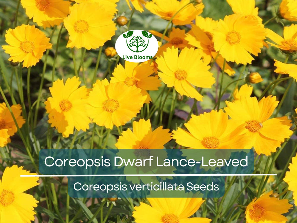 500 Seeds Coreopsis Dwarf Lance-Leaved Tickseed Perennial Non-GMO Butterflies Flower, Coreopsis verticillata, Yellow Garden Plants