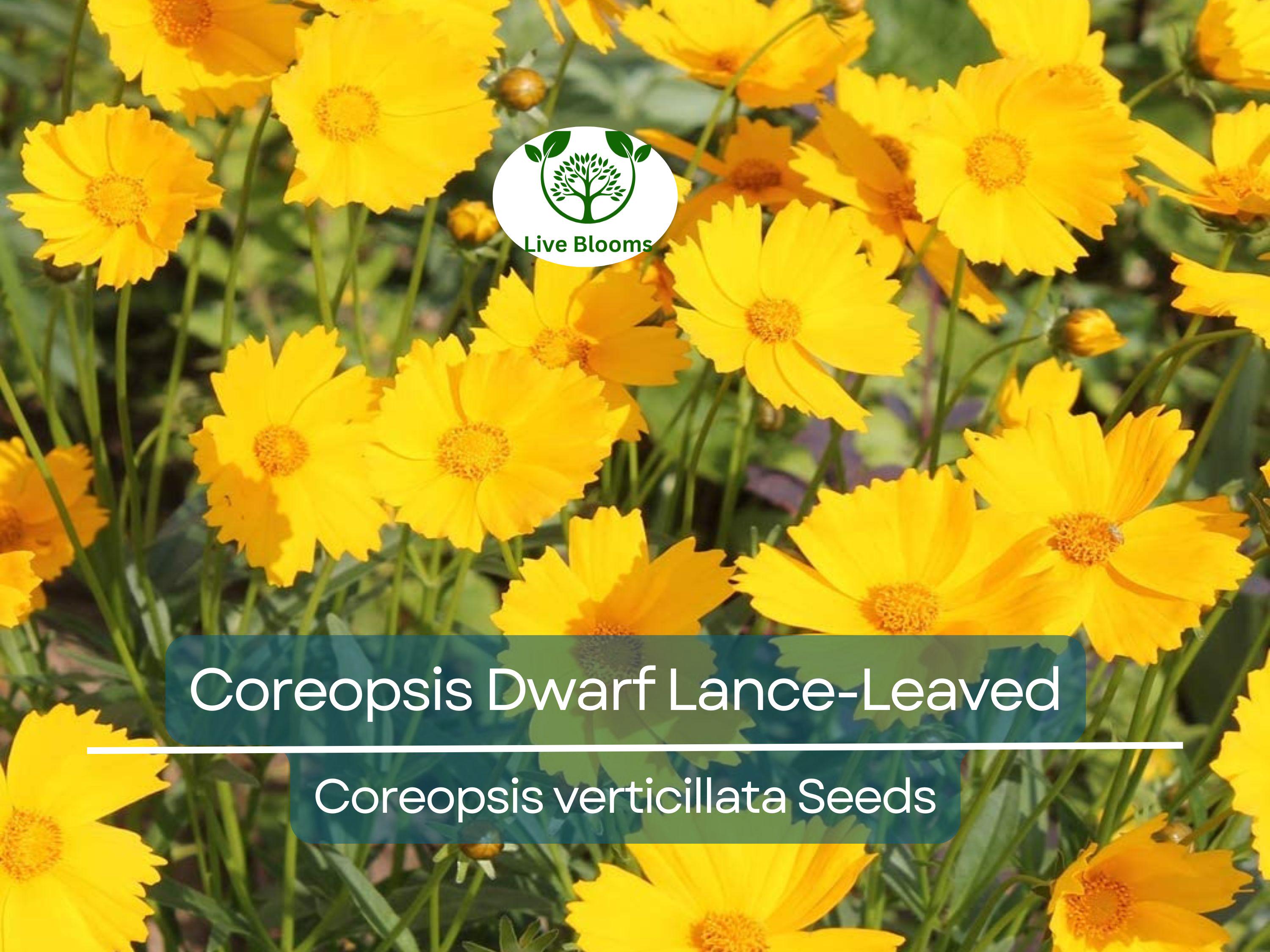 500 Seeds Coreopsis Dwarf Lance-Leaved Tickseed Perennial Non-GMO Butterflies Flower, Coreopsis verticillata, Yellow Garden Plants