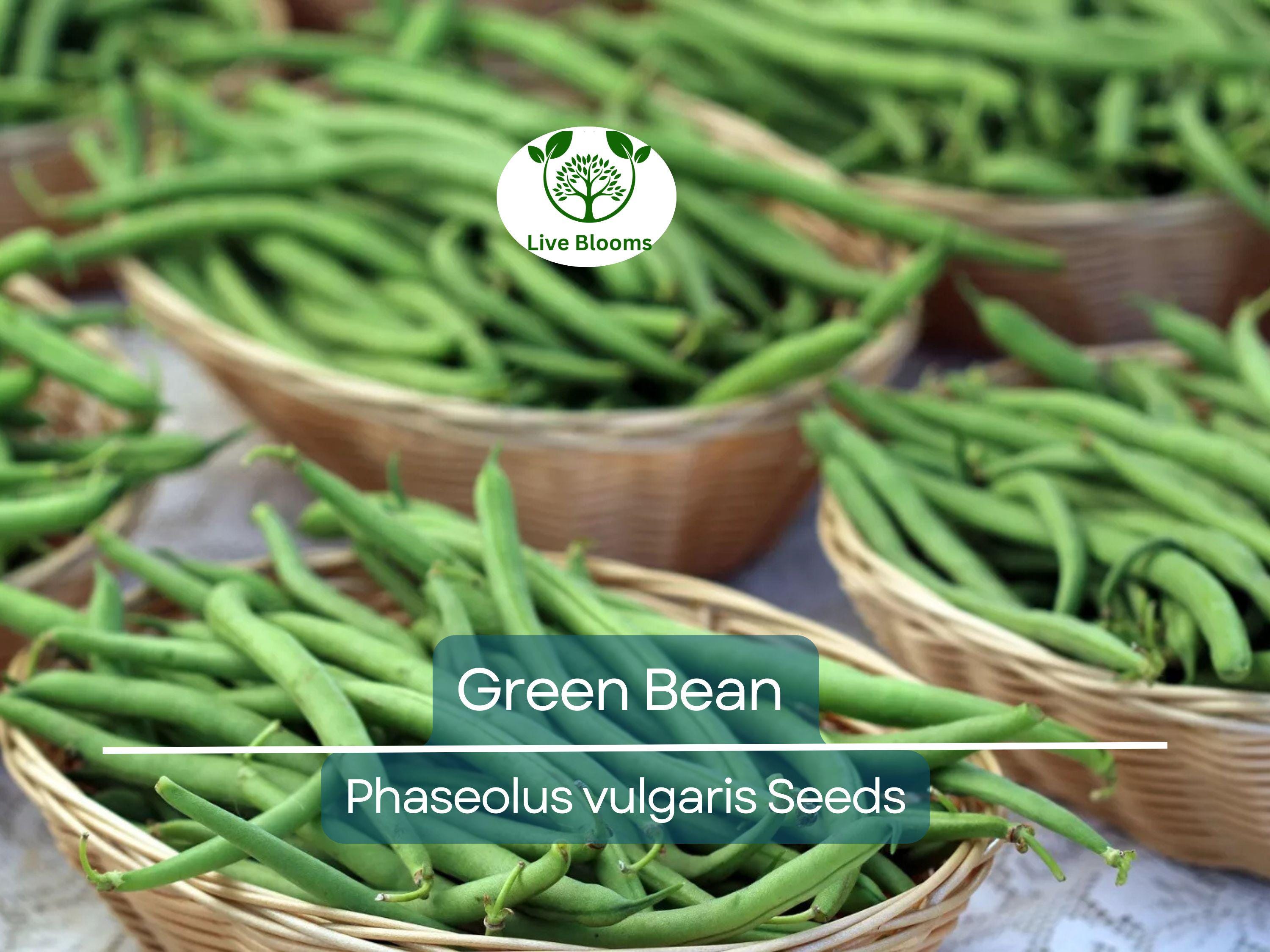 100 Green Bean Seeds - Bulk Jade Bush Beans for Planting (Phaseolus vulgaris) - High Yield, Easy to Grow Vegetable Seeds for Home Garden