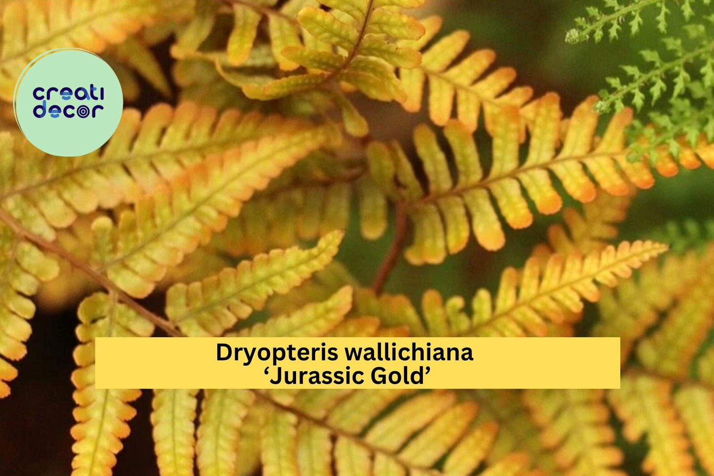 Dryopteris ‘Jurassic Gold’ Live Fern – Perennial Shade Plant, Hardy Golden Foliage for Woodland Garden or Containers, Free Shipping