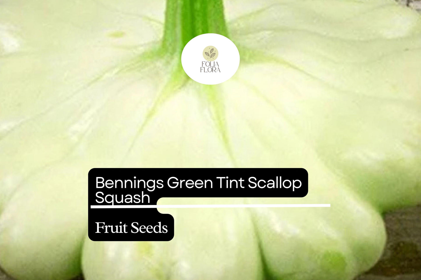 15 Seeds Bennings Green Tint Scallop Squash (Cucurbita pepo) – Heirloom Pattypan Squash with Tender Flavor