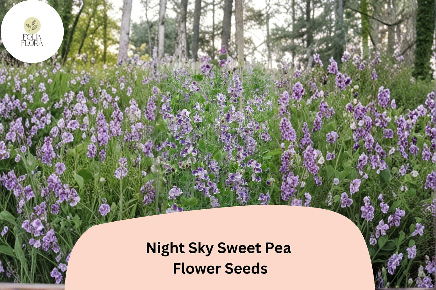 Night Sky Sweet Pea 50+ Seeds for Planting – Fragrant Climbing Flower Vine, Garden Annual