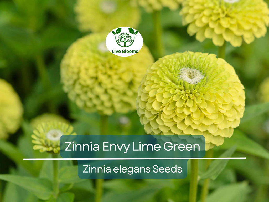 200 Seeds Zinnia Envy Elegans Lime Green Flowers RARE, Non-GMO, Pollinator-Friendly, Butterflies Love, Unique Garden Blooms, Easy to Grow