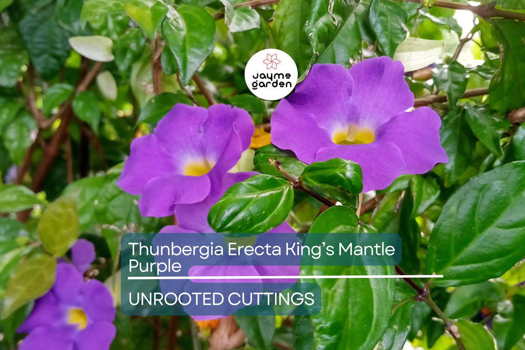 Thunbergia Erecta King’s Mantle Cuttings - 7 Purple Flowering Shrubs, Fast-Growing, Perennial, USDA Zones 9-11