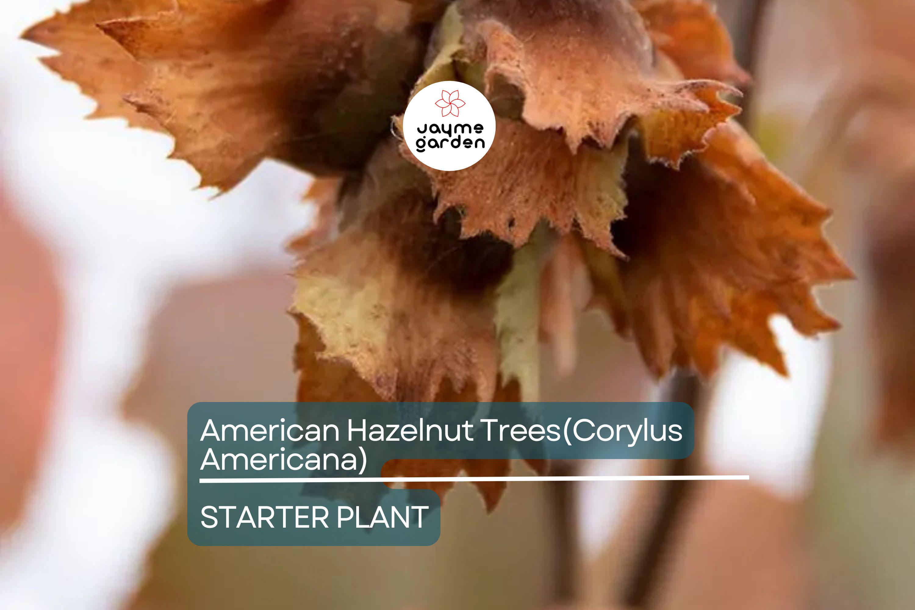 5 American Hazelnut Trees (Corylus Americana) 10–12" Bareroot – Nut-Producing Trees for Gardens & Wildlife, USDA Zones 4–9