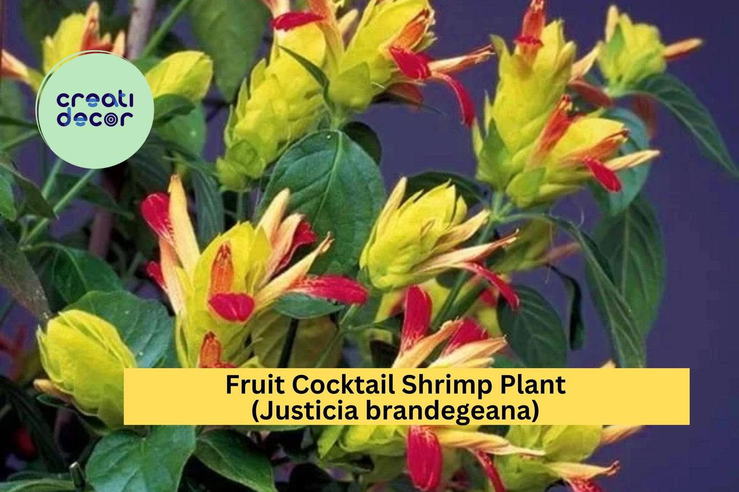 Fruit Cocktail Shrimp Plant | Justicia brandegeana | Live Rooted Starter Ornamental Plant