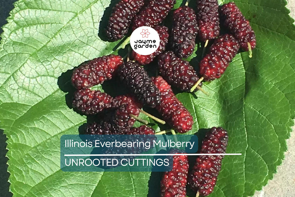 Illinois Everbearing Mulberry Live Plant (3–15" Tall) - Fast Fruiting, Pesticide-Free Starter Tree Grown from Fruiting Cuttings