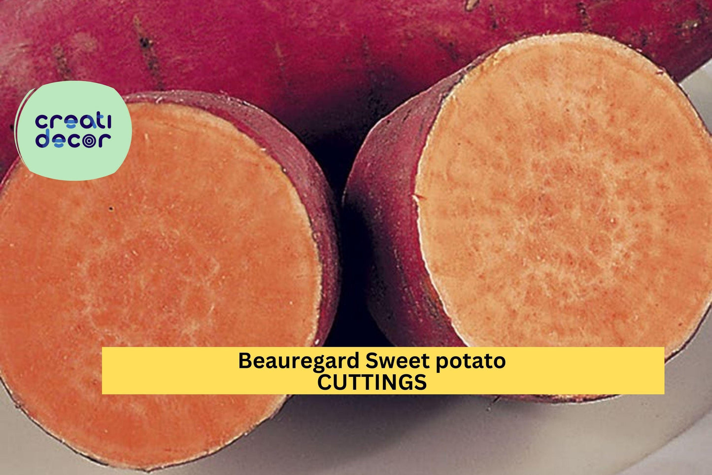 10 Beauregard Sweet Potato Slips | Rooted Organic Cuttings | No Pesticides | High-Yield Orange Flesh Variety for Gardeners