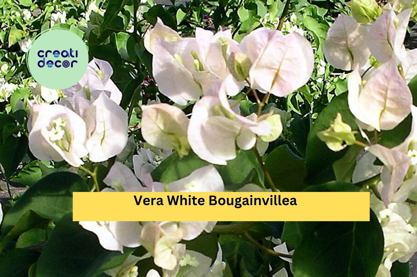 Vera White Bougainvillea | Live Rooted Starter Plug Plant | Tropical Flowering Vine for Trellis, Patio, Fence, or Container Garden