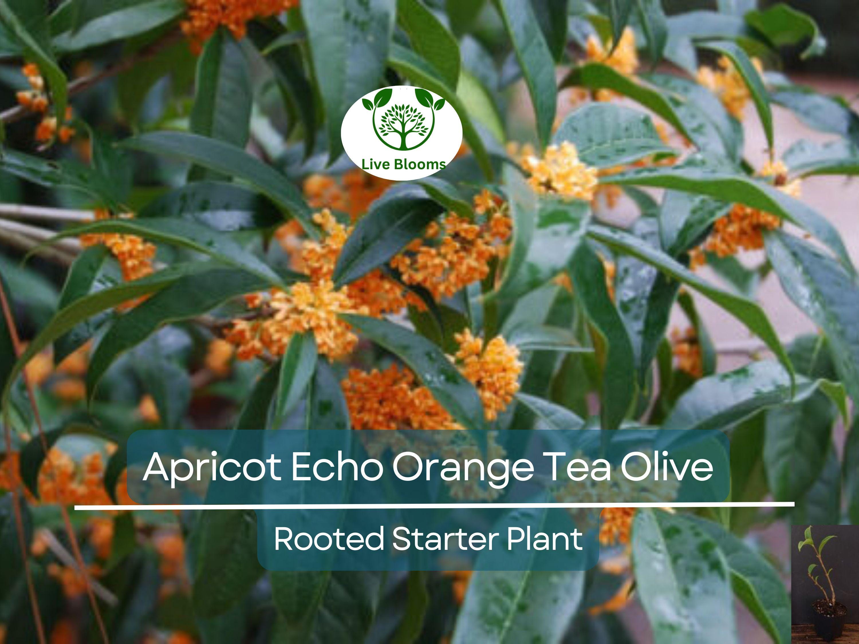 1 Apricot Echo Osmanthus fragrans Rooted Starter Plant - Fragrant Tea Sweet Olive Bareroot - Ideal for Garden, Fragrant Evergreen Shrub