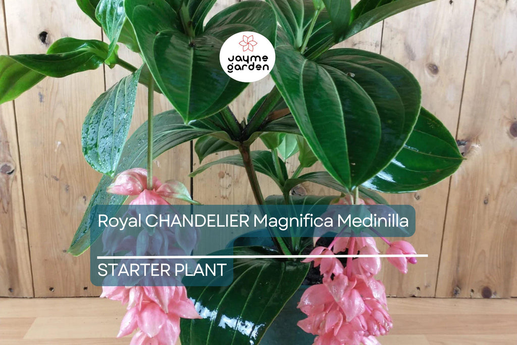Royal Chandelier Medinilla Malaysian Orchid - Live Starter Plant- Rare, Pink Blooms - Indoor/Outdoor, Well Rooted, Cacti & Succulent