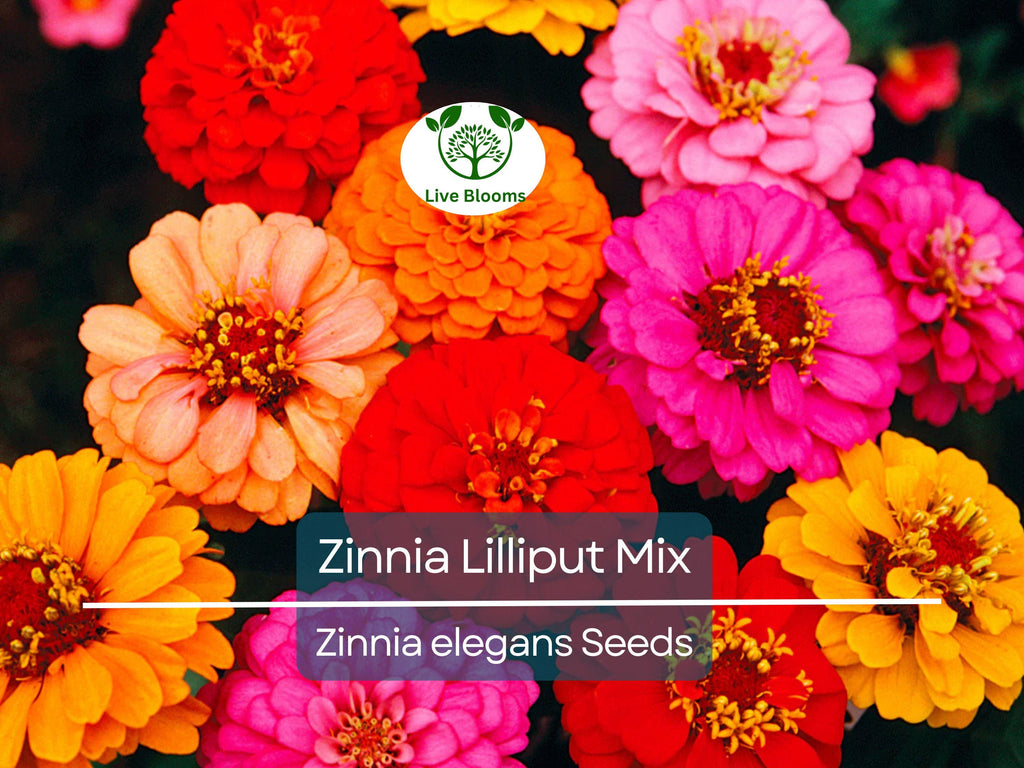 200 Seeds Zinnia Lilliput Mix Elegans Heirloom Non-GMO Mixed Colors, Pollinator-Friendly, Compact Blooms, Easy to Grow, Garden Flowers