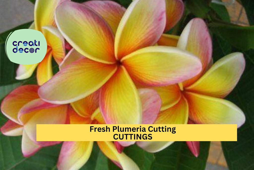 1 Fresh Plumeria Cutting 12"+ | Frangipani Tree Starter | Unrooted Tropical Flower | Grows Fragrant Blooms | Easy to Root in Warm Zones