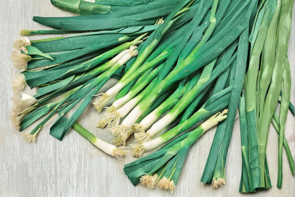 Evergreen Bunching Onion – Allium fistulosum 50 Seeds | Non-Bulbing Green Onion | Cold Hardy | Easy Home Garden Vegetable