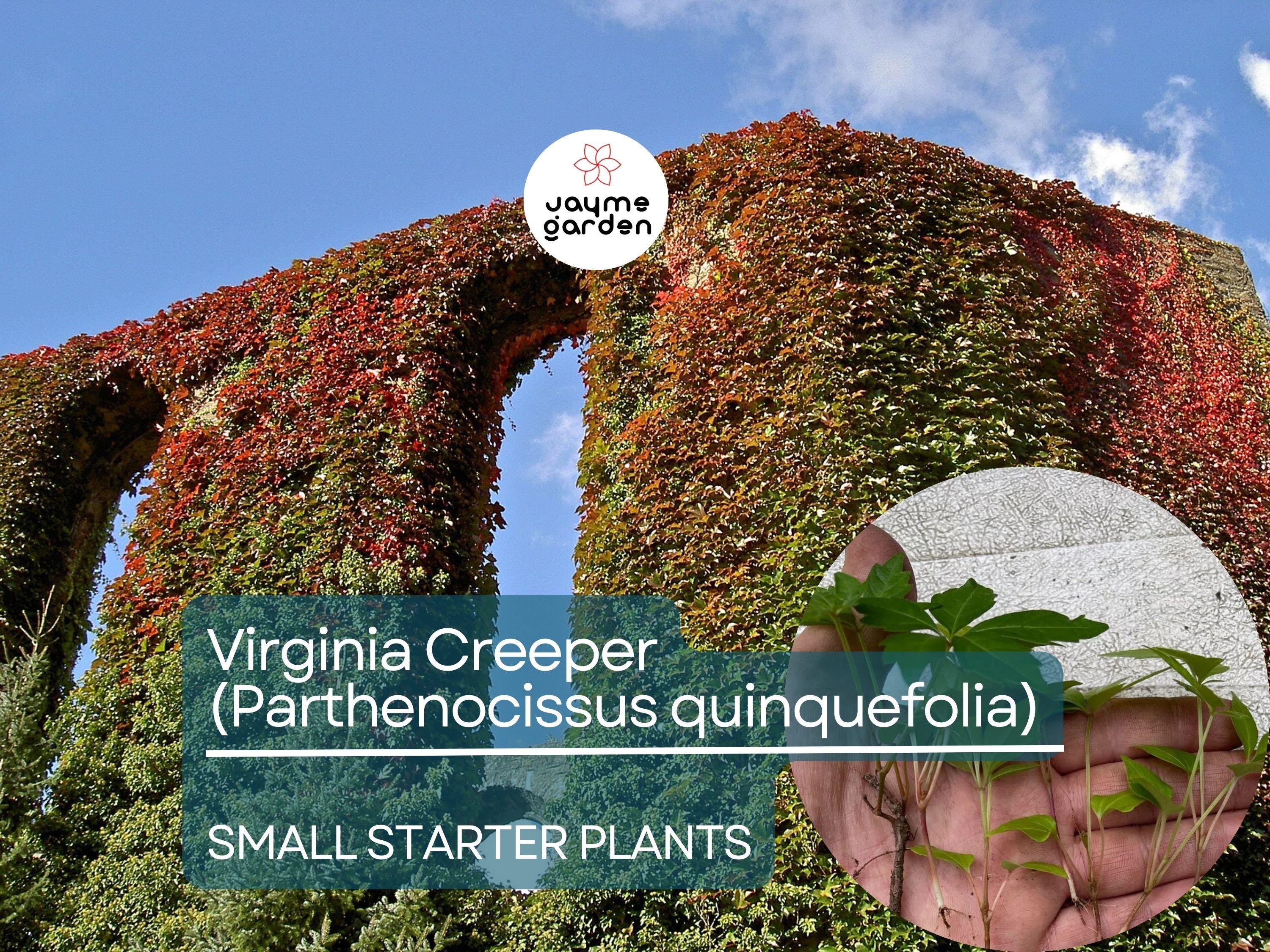 12 Small Starter Plants Virginia Creeper Vine (Parthenocissus quinquefolia) - Hardy Climbing Vine for Walls, Fences & Ground Cover