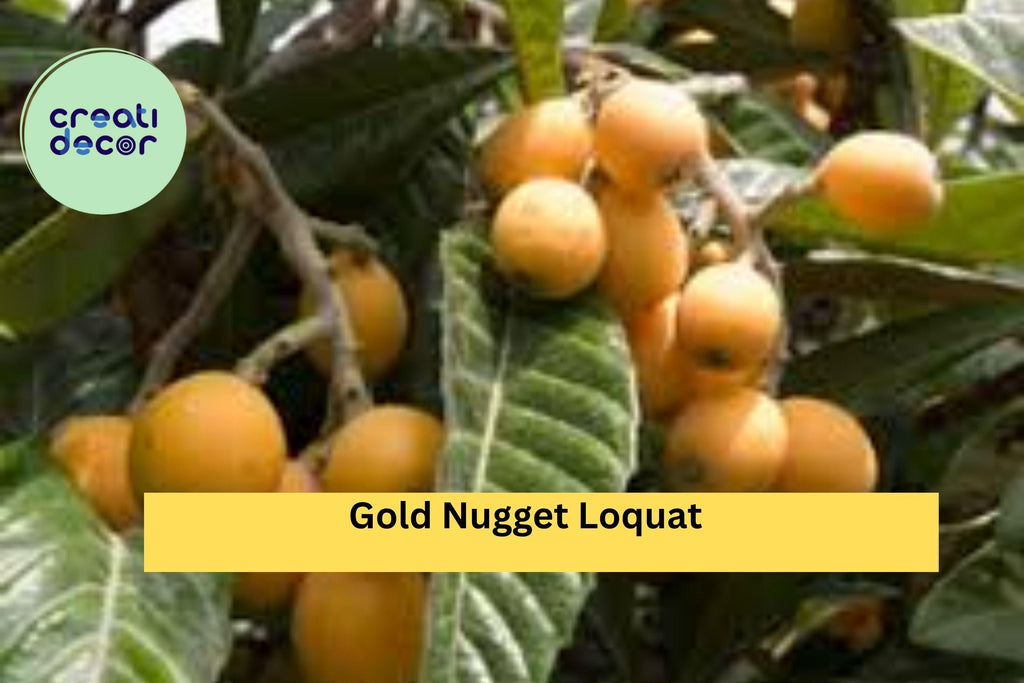 Gold Nugget Loquat Cutting – 6–8 Inch Live Fruit Tree Cutting for Rooting or Grafting, Sweet Yellow Loquat Variety for Garden or Orchard