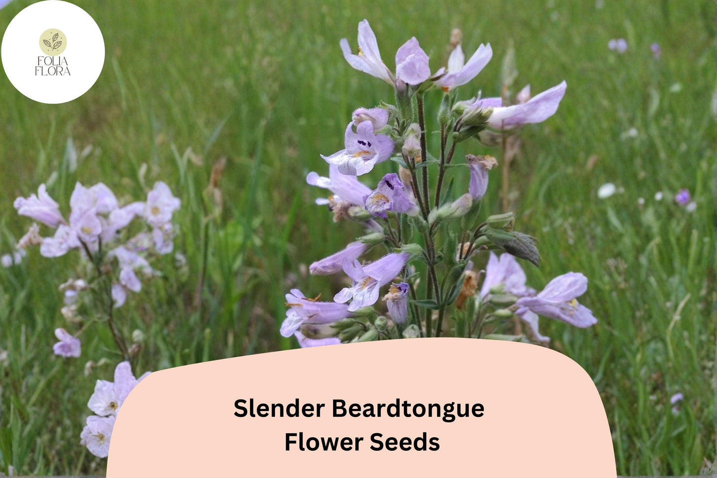 Slender Beardtongue Seeds – 100 Penstemon gracilis | Perennial Garden Plant for Pollinator & Prairie Gardens