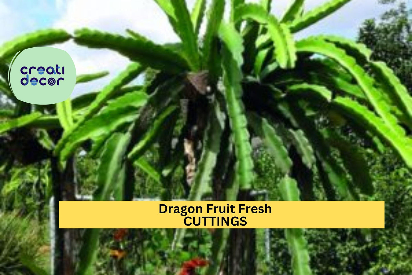 5 Park Dragon Fruit Cuttings | 8–10” Self-Pollinating Variety | Hylocereus Cactus Starter | Fresh Unrooted Tropical Vines