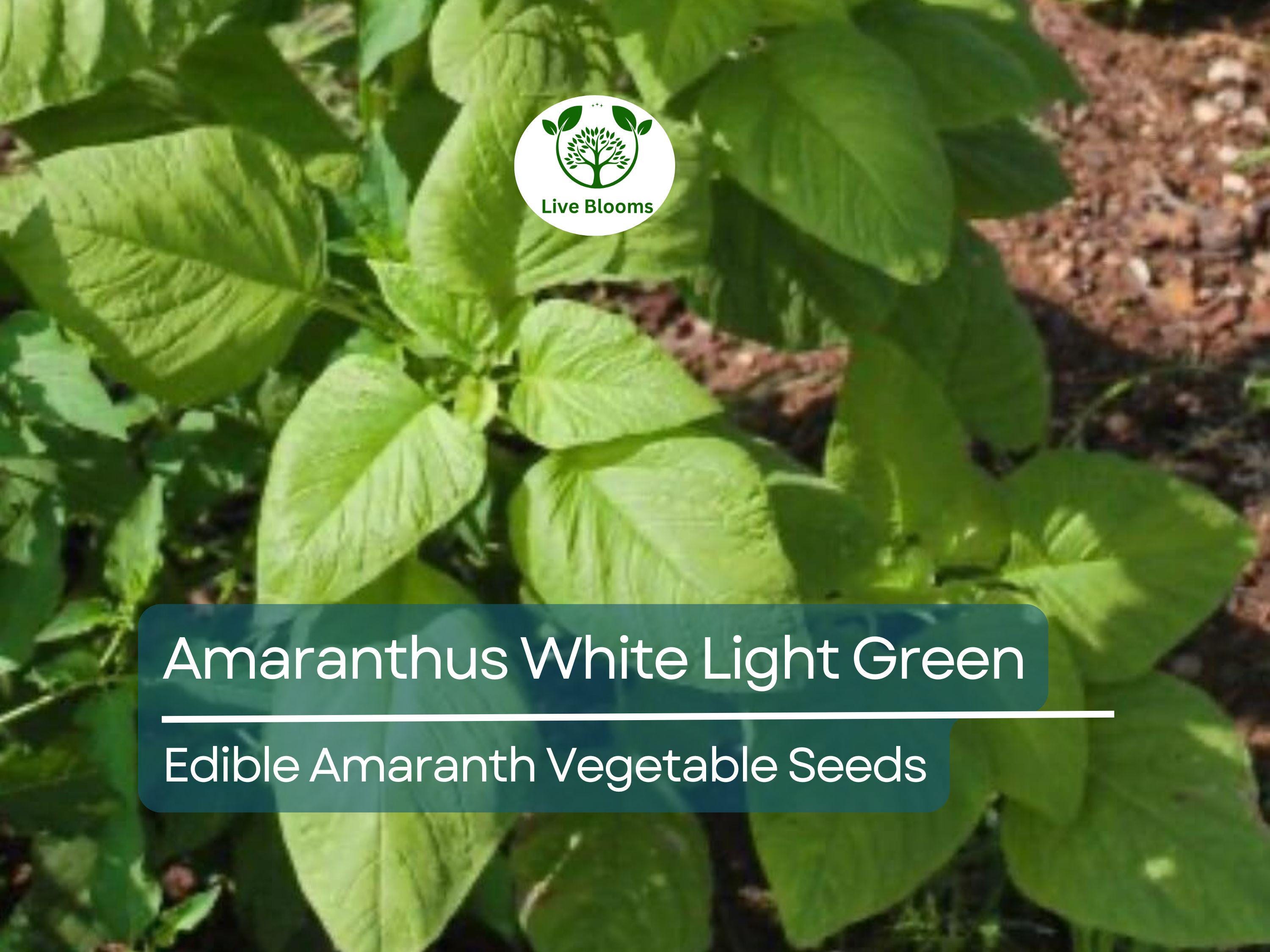500 Edible Amaranth Seeds - Amaranthus White Light Green | Chinese spinach | Nutritious Leafy Green for Planting, Gardening & Culinary Use