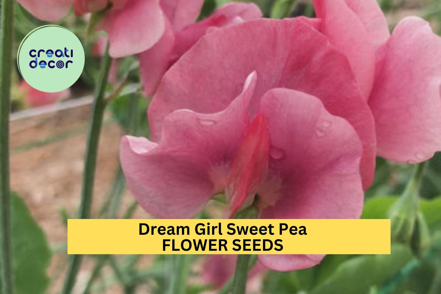 50+ Dream Girl Sweet Pea Seeds – Blush Pink & Cream Fragrant Blooms for Garden Planting, Climbing Vines for Trellises – USA