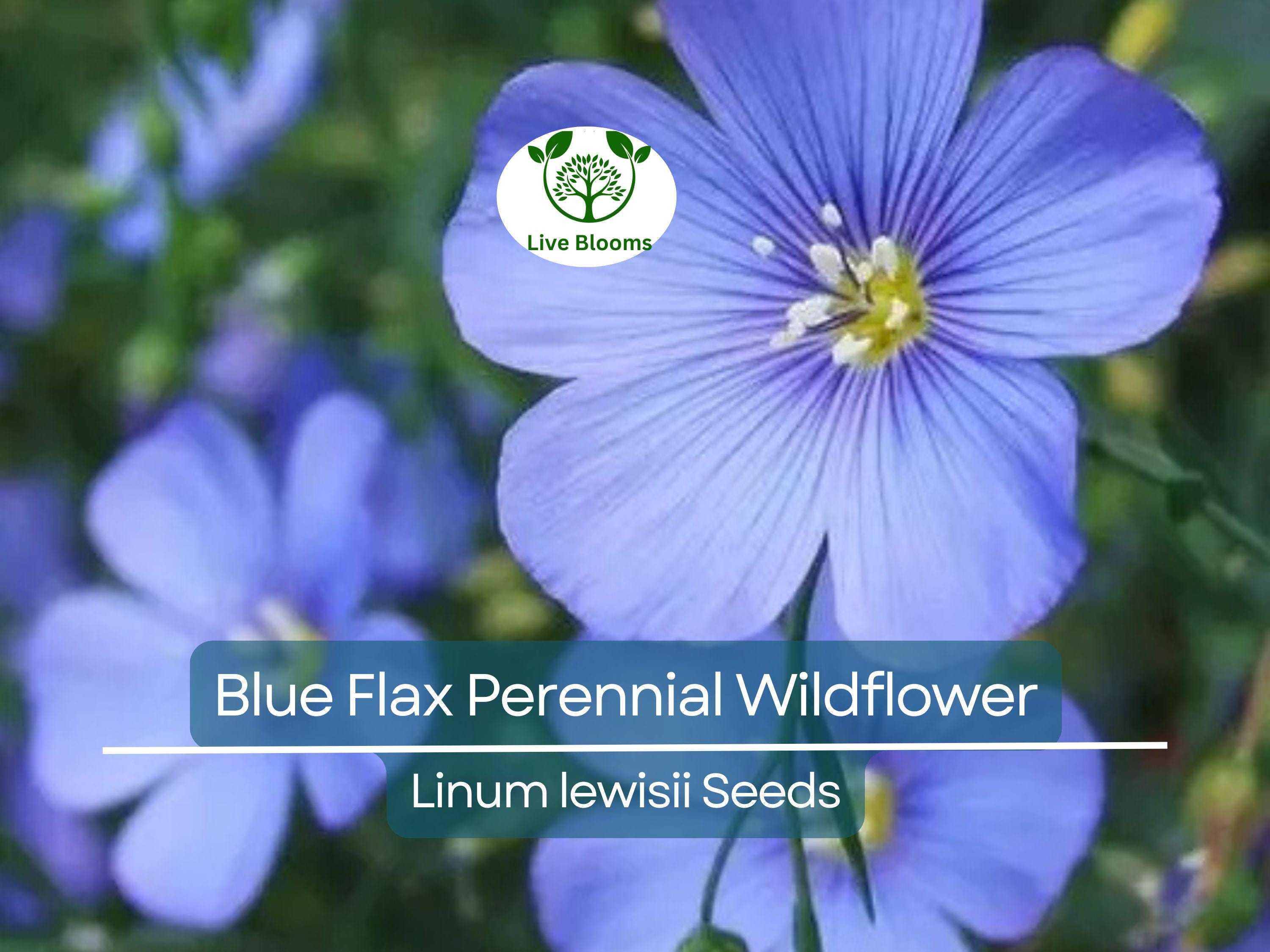 500 Seeds Blue Flax Perennial Wildflower Linum lewisii - Non-GMO American Native, Drought Tolerant, Beautiful Blooms, Pollinator Friendly