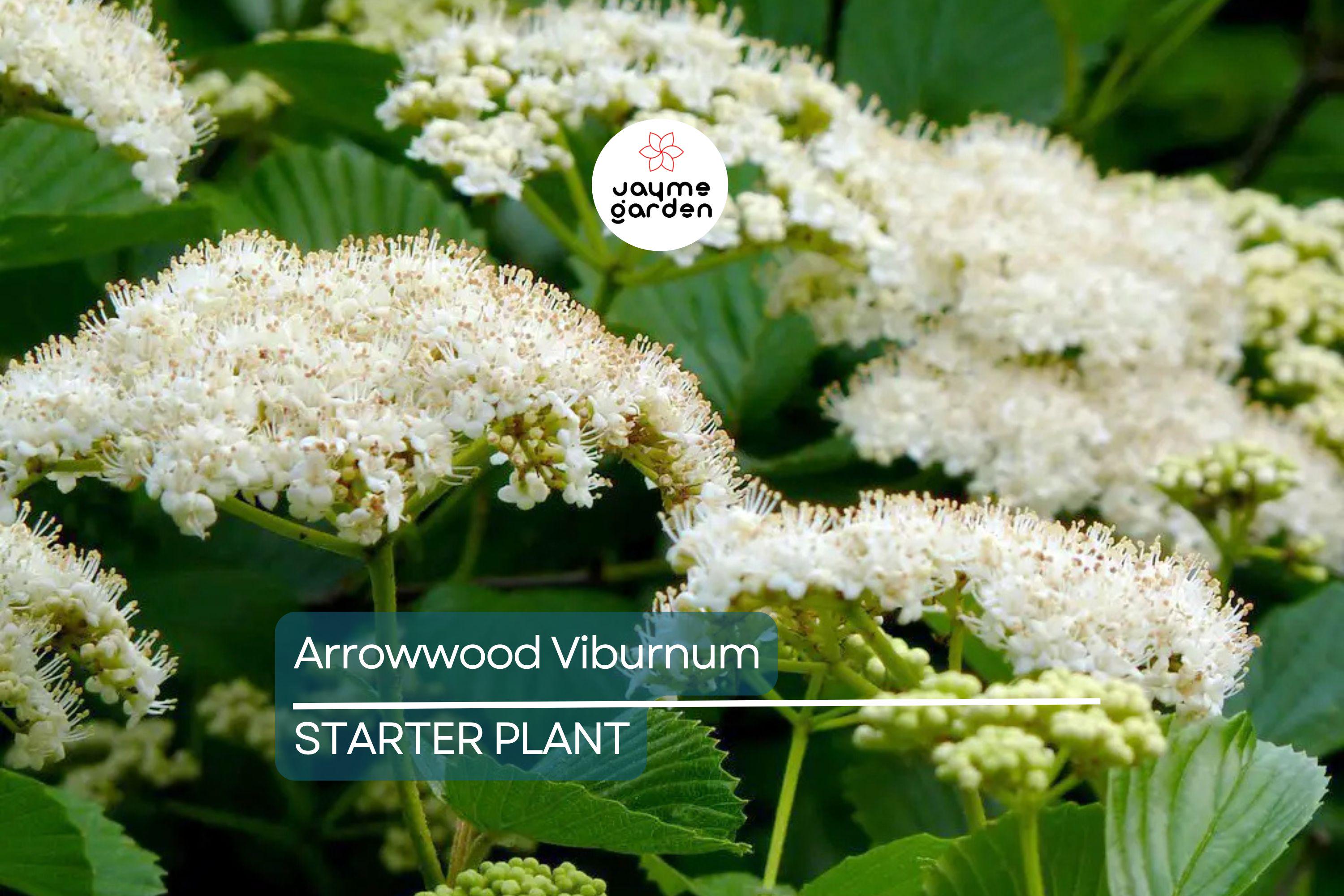 Arrowwood Viburnum Bush – Live Bare Root Plant, Viburnum Dentatum, 15’ Tall, White Flowers, Edible Fruit, Full Sun, Guaranteed Growth