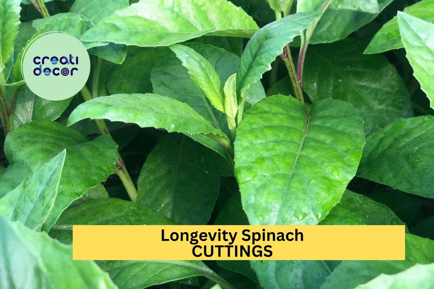 5 Longevity Spinach Cuttings – Gynura procumbens – Fresh Unrooted Stems for Easy Growing in Garden or Pot – Free Shipping – USA
