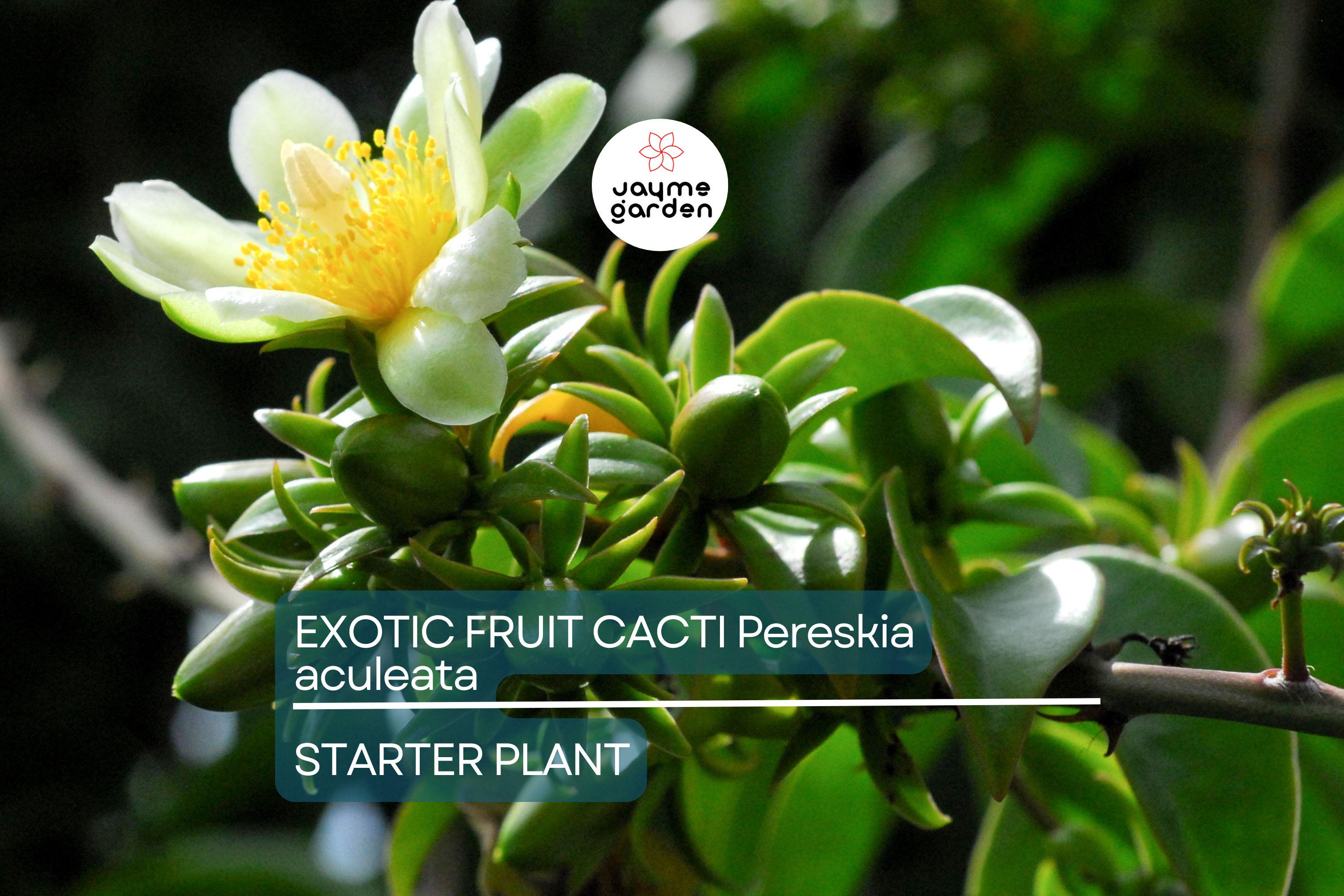 Exotic Fruit Cactus Vine (Pereskia aculeata) 6”-12” Climber Gold Cactus Plant in 4” Pot – Rare, Edible, and Ornamental