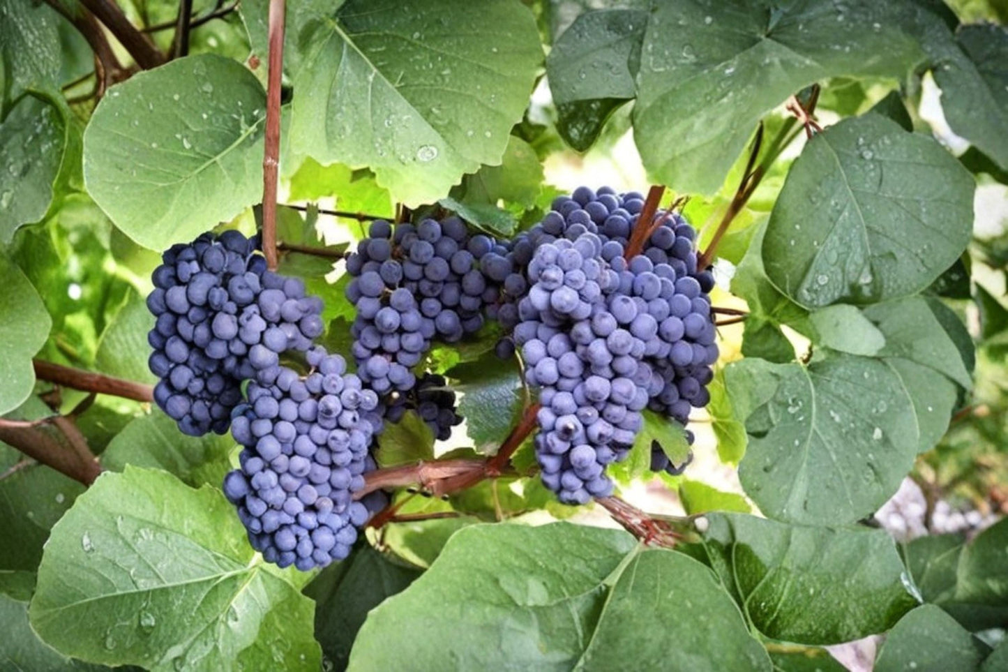Blue Grape Vine 10 Cuttings Cold Hardy 2-3 Nodes Unrooted (Vitis spp.)