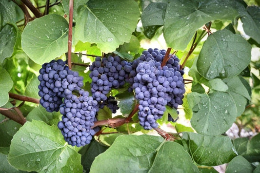 Blue Grape Vine 10 Cuttings Cold Hardy 2-3 Nodes Unrooted (Vitis spp.)