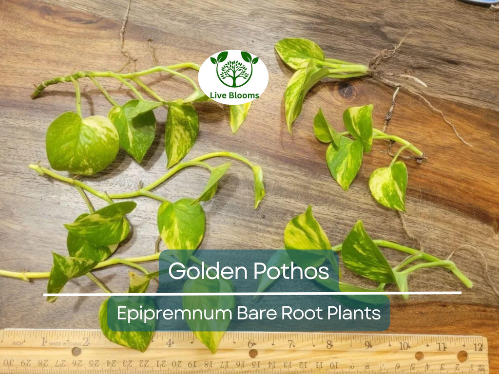 6 Golden Pothos Cuttings – Live Bare Rooted Plants (3–6") – Easy Indoor/Outdoor Houseplant – Air Purifier & Fast Grower