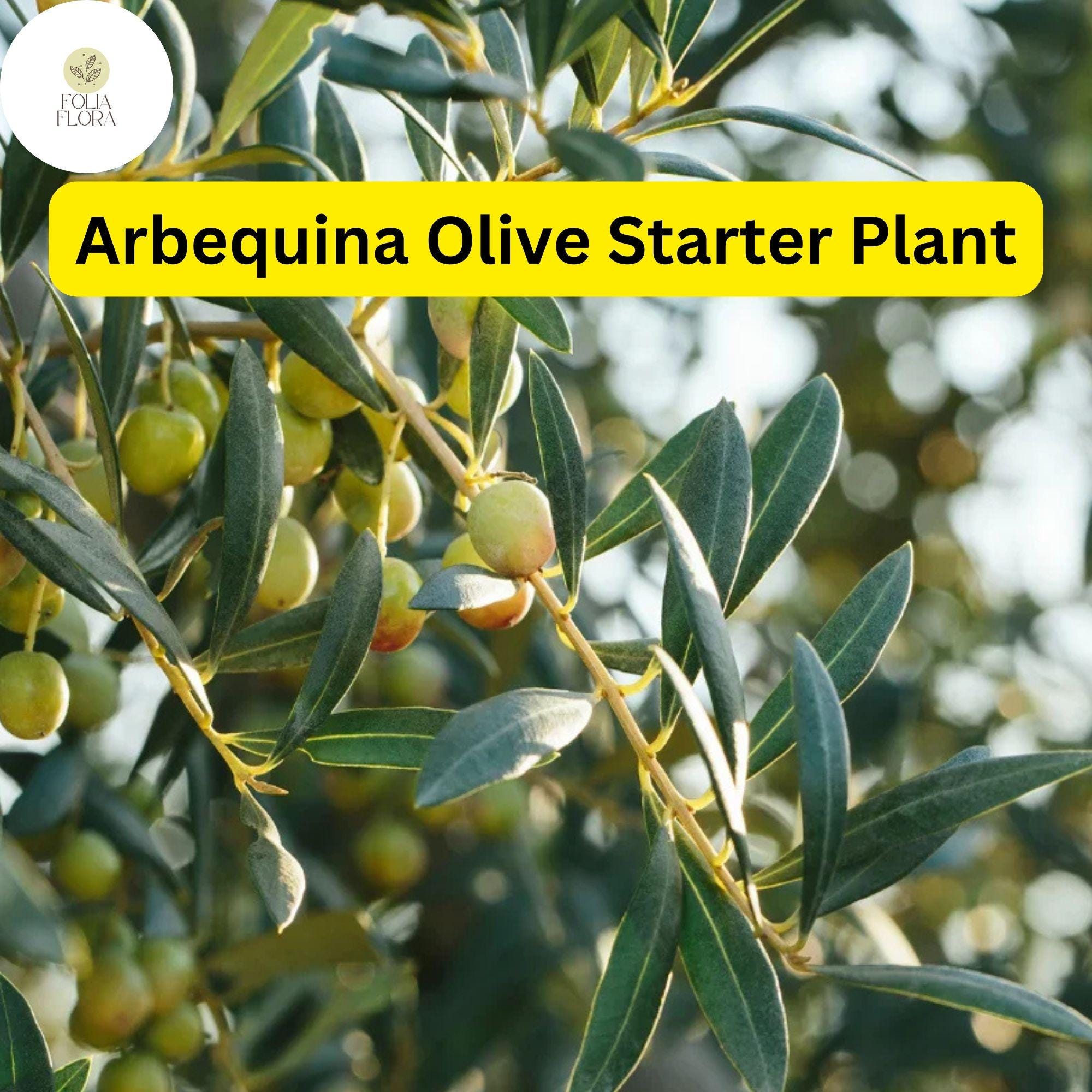 1 Arbequina Olive Tree, Live in 4 Inch Pot, Robust Roots, 10-15 Inches Tall, Hardy Edible Tree