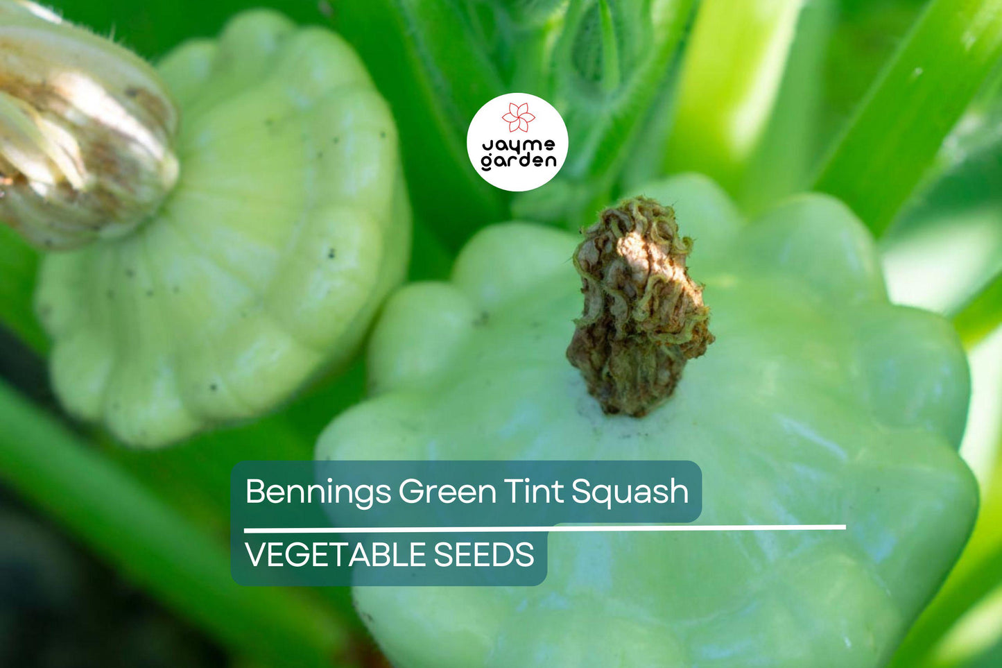 30 Benning’s Green Tint Squash Seeds – Heirloom, Non-GMO, High-Yield Patty Pan